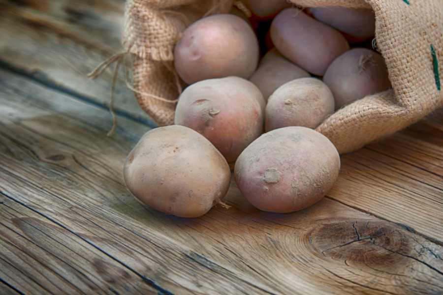 Partner frischgeerntete Kartoffeln
